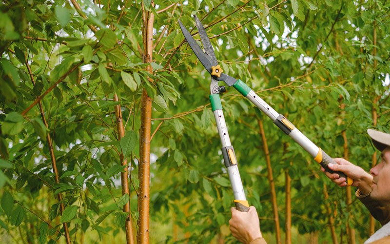 Tree trimming in Bromide, OK
