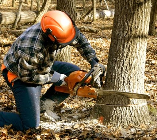Tree Removal in Bromide, OK
